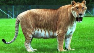 Top 17 hybrid animals created by scientist you won’t believe exist.